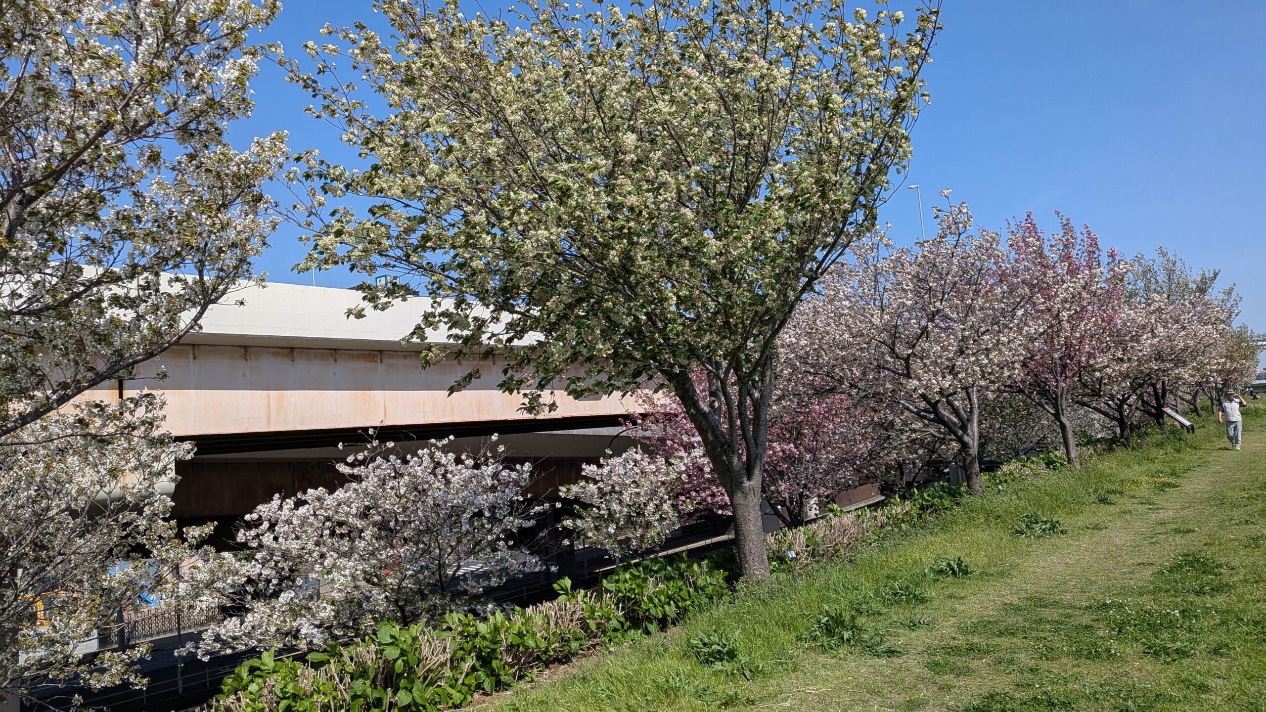 ランニング大会のときの五色桜