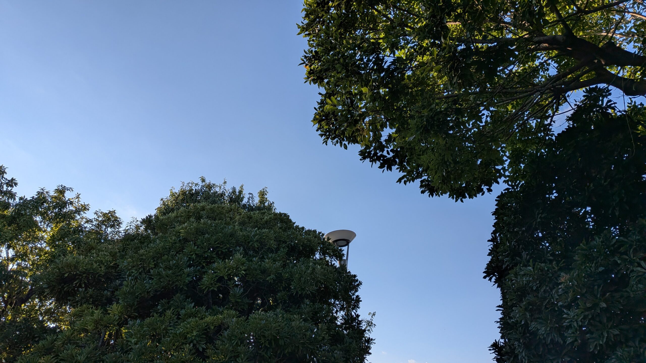 木々の間に広がる青空